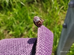 Cerura