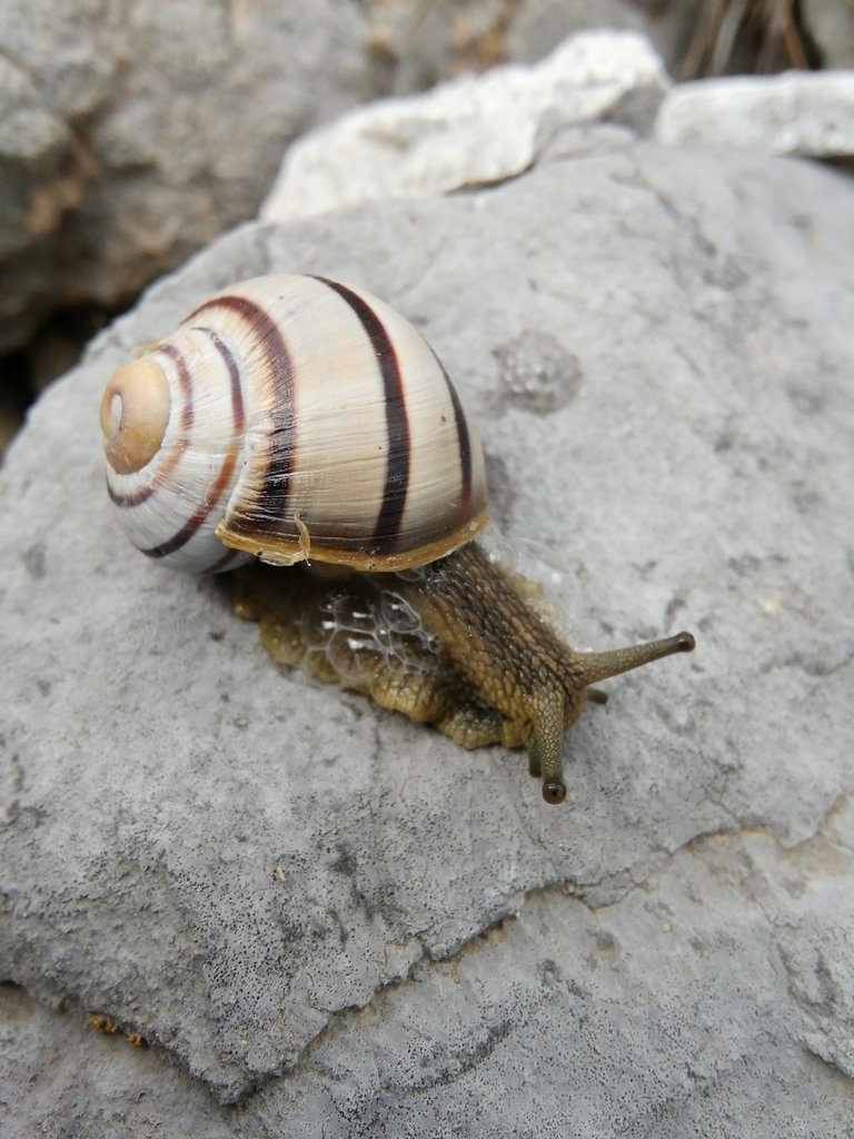 Helix secernenda