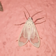 Amerila eugenia
