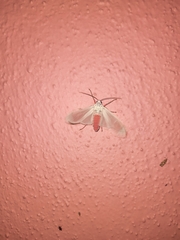 Amerila eugenia