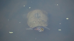 Trachemys scripta elegans