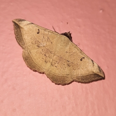 Entomogramma mediocris