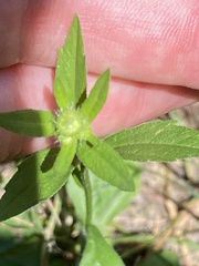 Eurybia spectabilis