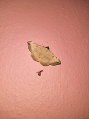 Entomogramma mediocris