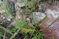 Spergularia rubra