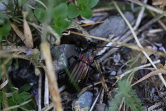 Carabus solieri