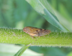 Omalophora pectoralis