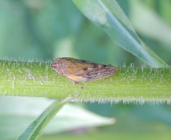 Omalophora pectoralis