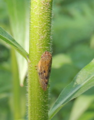 Omalophora pectoralis