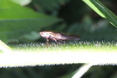 Omalophora pectoralis