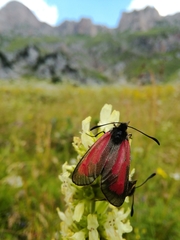 Zygaena purpuralis