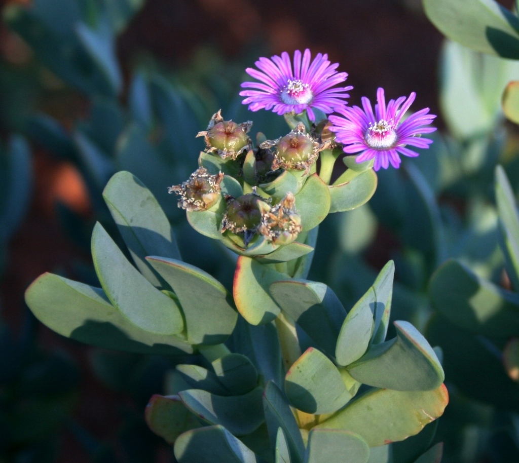 Ruschia maxima (Haw.) L.Bolus 2