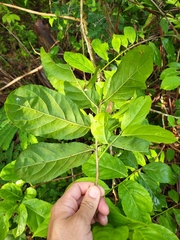 Casearia guianensis