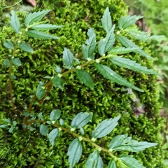 Elatostema monandrum