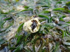 Calcinus laevimanus