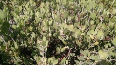 Arctostaphylos montana