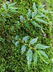 Elatostema monandrum