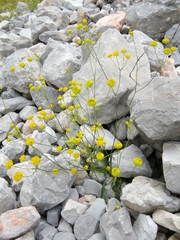 Bupleurum karglii