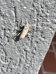 Eburia mutica
