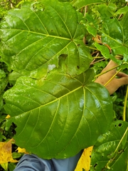 Thespesia grandiflora
