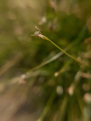 Eleocharis acicularis