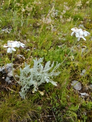 Achillea clavennae