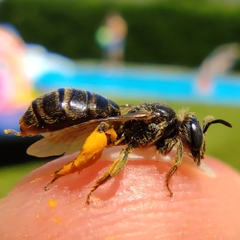 Ulandrena