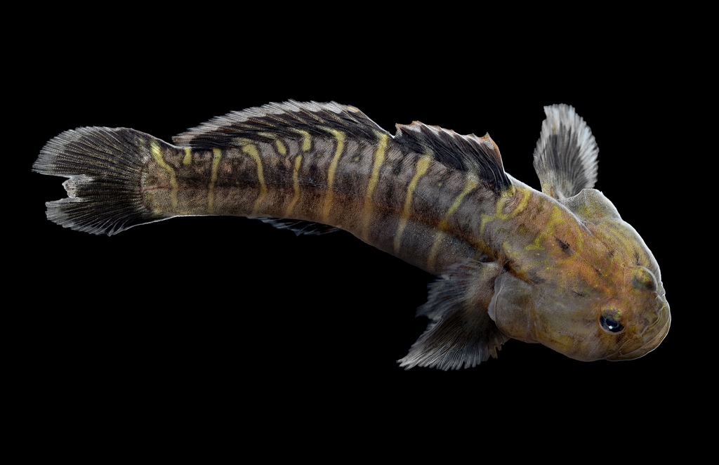 Naked Goby