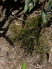 Eleocharis acicularis