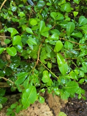 Erythroxylum brevipes