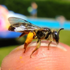 Ulandrena