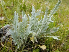 Achillea clavennae