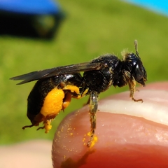 Ulandrena