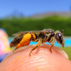 Ulandrena
