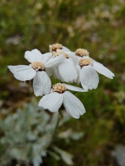 Achillea clavennae