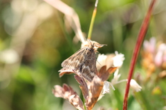 Pyrausta aerealis