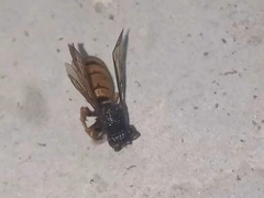 Vespula structor