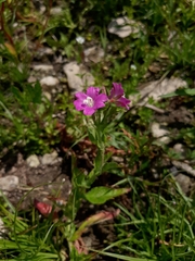 Epilobium hirsutum