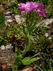 Epilobium hirsutum
