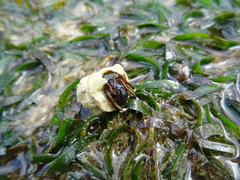 Calcinus laevimanus