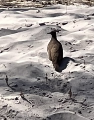 Petrophassa albipennis