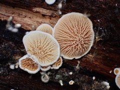 Pseudomerulius curtisii