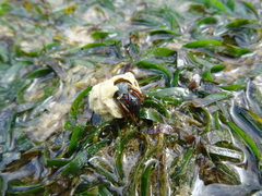 Calcinus laevimanus