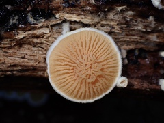 Pseudomerulius curtisii