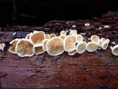 Pseudomerulius curtisii