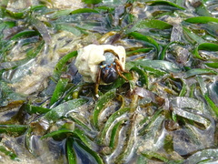 Calcinus laevimanus