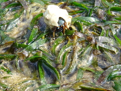 Calcinus laevimanus