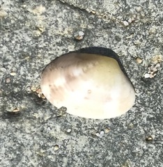 Ruditapes decussatus