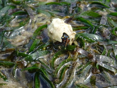 Calcinus laevimanus