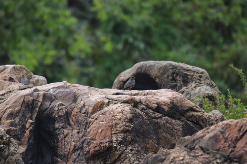 Rock Pratincole